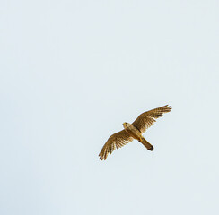 common kestrel (Falco tinnunculus) in flight
