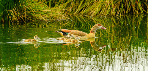 chicks of Egyptian goose (Alopochen aegyptiaca) with an adult on a pond