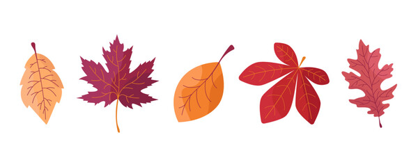 autumn set of leaves five pieces on white background