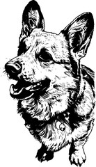 Close-up of a dog's face with one ear perked up and one drooping.