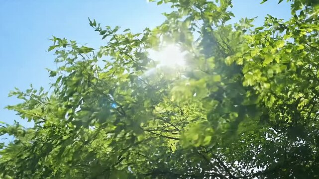 vertical 4K video features branches Acacia Albizia Julibrissin swaying gently wind bright blue sky backdrop capturing nature&rsquo;s beauty offering relaxing outdoor scene background green leaf floral