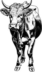 Close-up illustration of a cow's face with its horn and ear visible.