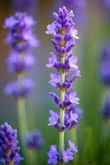 Obraz premium Detailed macro of a lavender flower (Lavandula angustifolia)