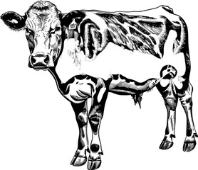 Black and white line art illustration of a cow with a tag on its ear.
