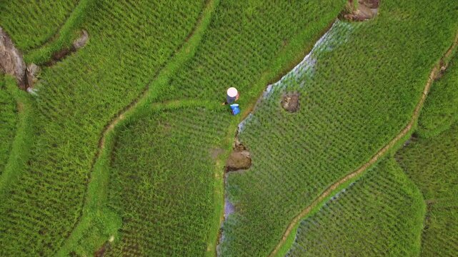 Drone Vietnam - Pu Luong - Rice fields_3