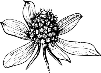 Black and white line drawing of a flower with multiple petals.