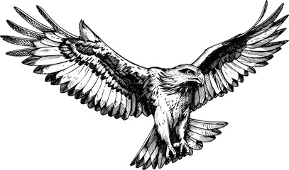 Black and white hand drawn illustration of an eagle flying with wings spread. © shahadatarman 0