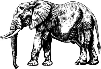 Obraz premium A detailed black and white illustration of an elephant standing in profile, with its trunk raised and ears out.