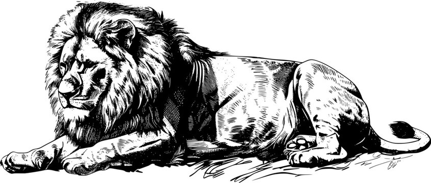 Black and white illustration of a lion laying down. (1)