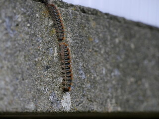 Pine processionary caterpillars close up on wall. Larvae forming a line. Irritating hairs causing...