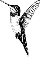 Black and white illustration of a hummingbird with its beak pointed upward and wings spread out.