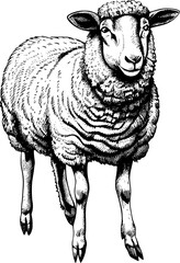 Black and white line drawing illustration of a sheep with a wool coat and looking toward the viewer.
