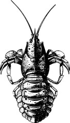 Black and white line drawing of the top of a shrimp with antennae outstretched.