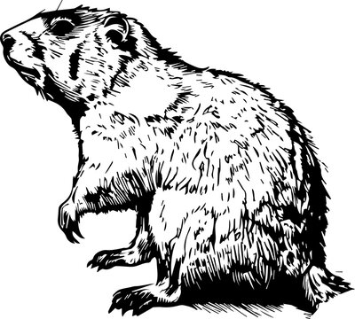 recommend clip art: Black and white illustration of a groundhog looking up.