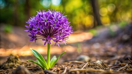 Obraz premium purple flower plant on ground in natural landscape from tilted angle