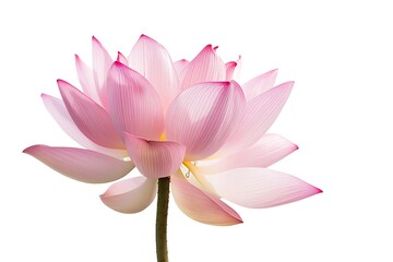 Lotus flower isolated on white background
