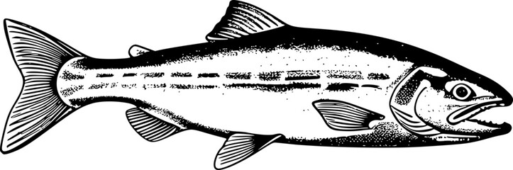 Black and white illustration of a trout fish with a detailed fin, scales, and open mouth.