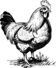 Black and white illustration of a rooster with a detailed texture. © shahadatarman 0