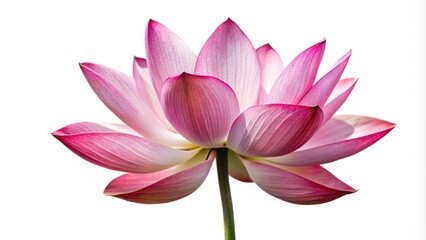 Obraz premium Lotus flower isolated on white background panoramic