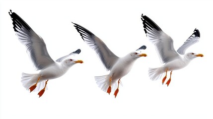 Fototapeta premium A photostock of a flock of seagulls in flight against a white background, conveying a sense of freedom and motion.