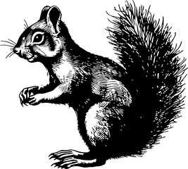 Black and white illustration of a squirrel with a bushy tail. (2)