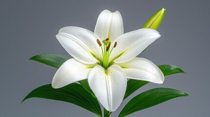 A photostock of a pristine white lily against a white background, suitable for wedding, memorial, or floral themes.