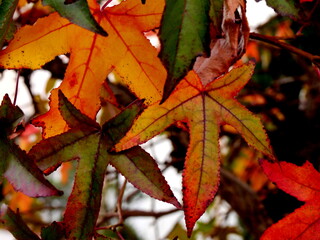 Fall Folliage of maple leaves in november. Bright and colorful leaves in red, orange and yellow