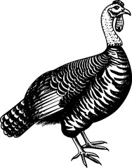 A black and white line art illustration of a turkey facing right with feathers detailed.