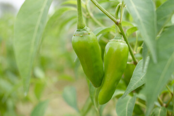 fresh green chili on plant closeup, chili plants in organic farming, Chilies closeup in field, Green chili plant in a farmer's field, Ripe green chili on a plant in Chakwal, Punjab, Pakistan