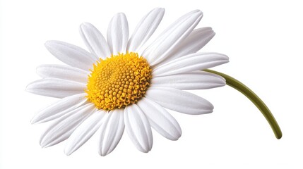 Fototapeta premium Detailed close-up of a white daisy flower with a yellow center, isolated on a white background, perfect for floral or botanical product advertising