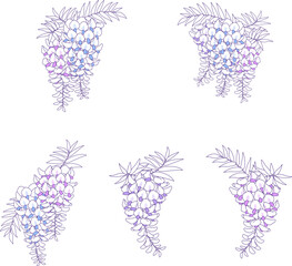 藤の花のベクター素材イラスト