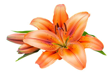 Vibrant Orange Lily Flower in Full Bloom