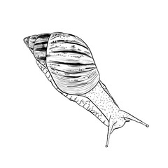Snail © Natalia