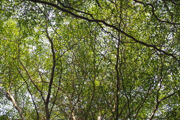Lookup under the tree