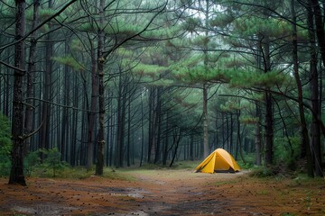Camping in the pine forest with a tent