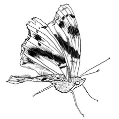 Butterfly © Natalia