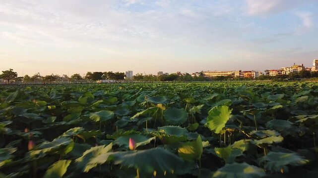 Drone Vietnam - Hanoi, West Lake - Fly over Lotus flowers_2