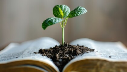 Close up of a mustard seed plant growing on an open Holy Bible book with golden pages representing Christian faith spiritual growth and biblical concepts