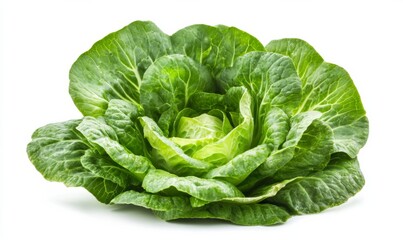 Green butterhead lettuce cabbage isolated on white background