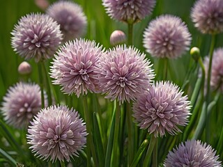 photo of charming purple chives blooming close up in photo near house