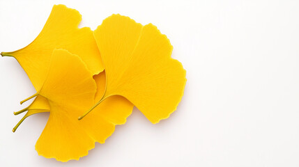 Naklejka premium A cluster of vibrant yellow ginkgo leaves arranged on a white background.