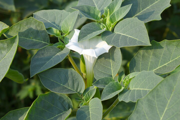 Datura or jimson weed flower closeup, Datura flower, also known as moonflower and jimson weed....