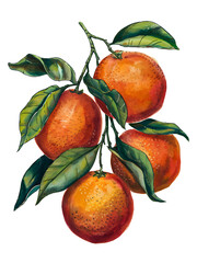Freshly picked juicy oranges hang from a branch, showcasing their vibrant orange color.