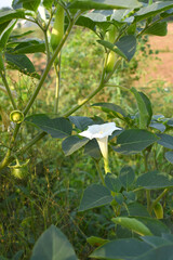Datura or jimson weed flower closeup, Datura flower, also known as moonflower and jimson weed....