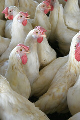 Closeup portrait of White hen at poultry farm, Layer farm, Group of healthy white chicken in poultry farm closeup, hen face closeup in farm, poultry, layer hens for eggs, poultry and livestock Chicken