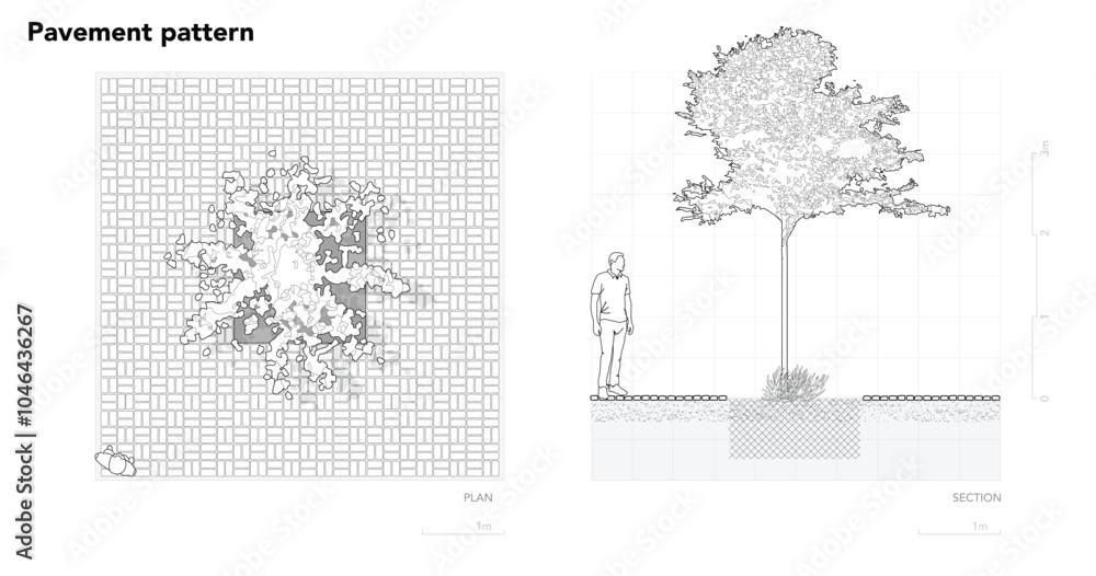 Poster architectural drawings, minimal style cad tree line drawing, side view, plan and section forest outl