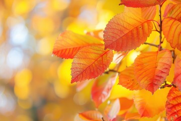 Obraz premium Colorful autumn foliage in stunning park