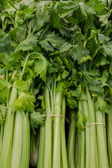 Obraz premium Close view of bunches of celery stalks at a farmers market stand. Vertical orientation