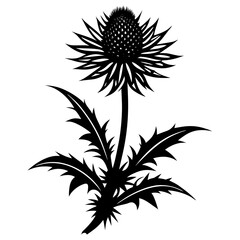 Thistle Silhouette  vector illustration