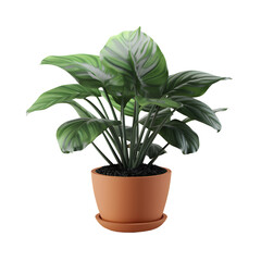 Obraz premium A potted houseplant with large green leaves with white variegation. The plant is in a terracotta pot with a saucer.